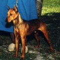 CALYPSO DANILO BOHEMIA