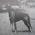 DUFFY VON DER LOHHECKE