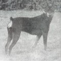 ANIKA VON DER LOHHECKE