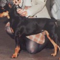 DUTCHESS VON DER VOGELWEIDE