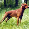 YARRACITTA RETICCARUDOLF