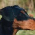 DOLLY VOM MUNCHHOF