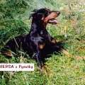 HERSA Z PYSELKY