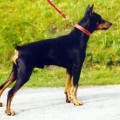 ARKO VOM STEIRISCHEN PANTHER