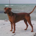 JAGASTAMM'S ABILENE LENA