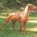 CERIINAN TANITA