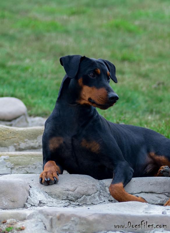 budon german pinschers