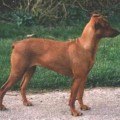 MYRTHE DE LA BARQUE DE L'ESPRIT