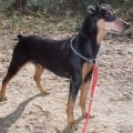 CERIINAN GIPSY