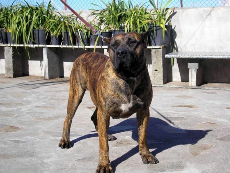 Presa sales canario pedigree
