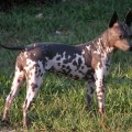 FLINTHILL'S BONNIE CAROLINE