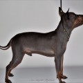 BARBAR CONAN PERRO SIN PLUMAS