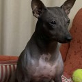 IRVINA VITA DALIMBERTI IRVINA VITA DALIMBERTI