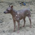 WUDNSHU'S NAKED AS A JAYBIRD