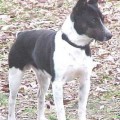 FLINTHILL'S FIRST LIEUTENANT