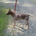 WUDNSHU'S RETURN TO MAYBERRY