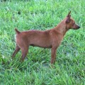 FLINTHILL'S LADY IN RED  WUDNSHU