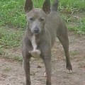 FLINTHILL'S BLUE DAHLIA  WUDNSHU - RAT TERRIER