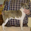 FLINTHILL'S GOTTA TIGER BYDTAIL - RAT TERRIER