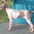TROUT CREEK TESS