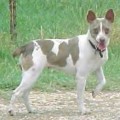 LONE OAK'S PLATINUM PRINCES - RAT TERRIER