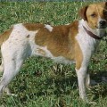 FLINTHILL'S LASY BUTTERCUP JCKSN - RAT TERRIER