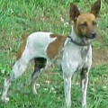 FLINTHILL'S RAD SATIN  LACE - RAT TERRIER