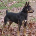 LAR-MON'S BLACK MAGIC - RAT TERRIER