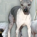 KIDD K'S BARK OF SUCCESS