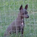 FLINTHILL'S BARENEKKID LADY