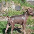 PERITOS BRUNO DE LORD