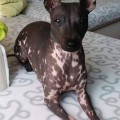 JESSIE PUNTO VALENTINO
