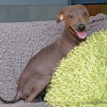 'PR' GRAND ANIMAL DIABLO NUGGET