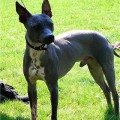 GRAND ANIMAL ATHOS