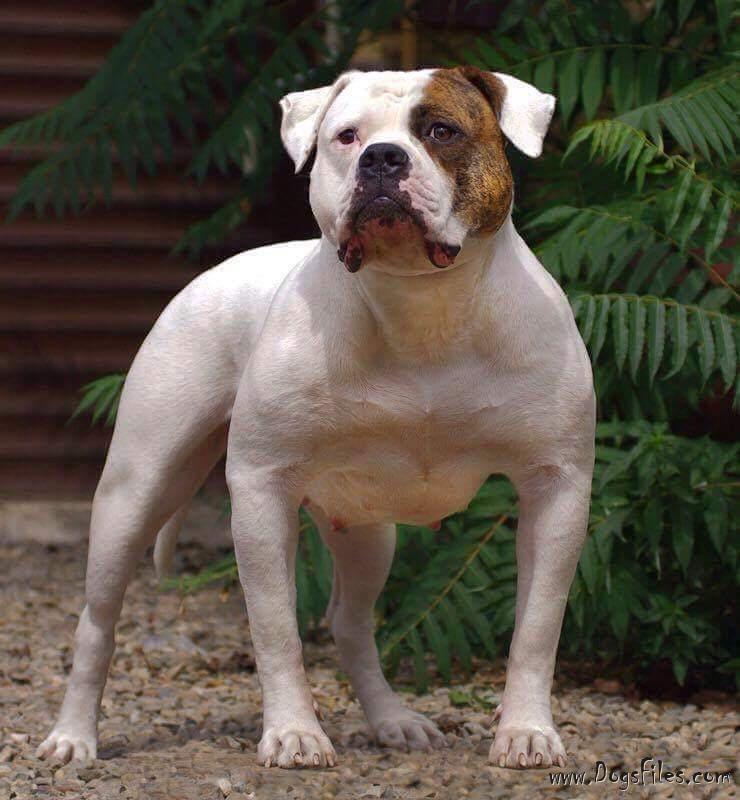 Pedigree shop american bulldog