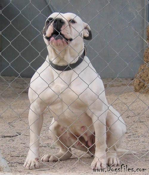king mufasa american bulldog