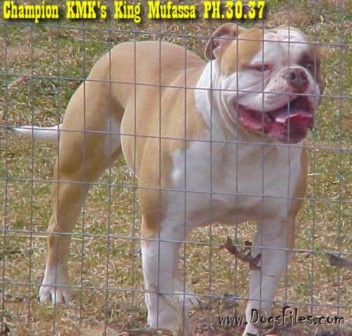 king mufasa american bulldog