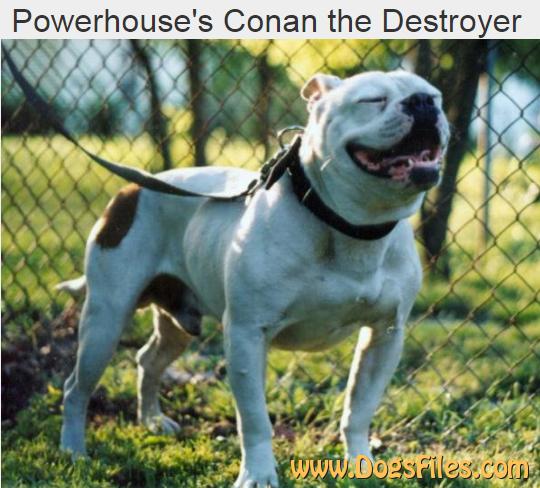 painter american bulldog kennels