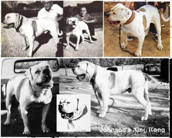 kong bulldog