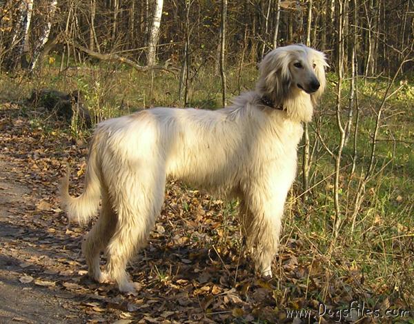 CAN CH Zaradas Kumala Khandari - Afghan Hound Pedigree Database