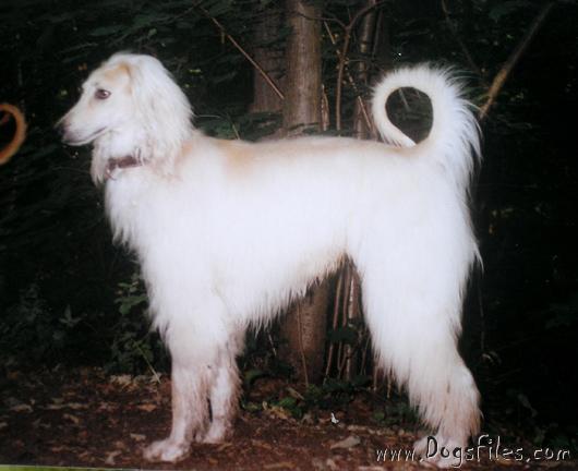 CAN CH Zaradas Kumala Khandari - Afghan Hound Pedigree Database