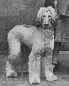 CAN CH Zaradas Kumala Khandari - Afghan Hound Pedigree Database