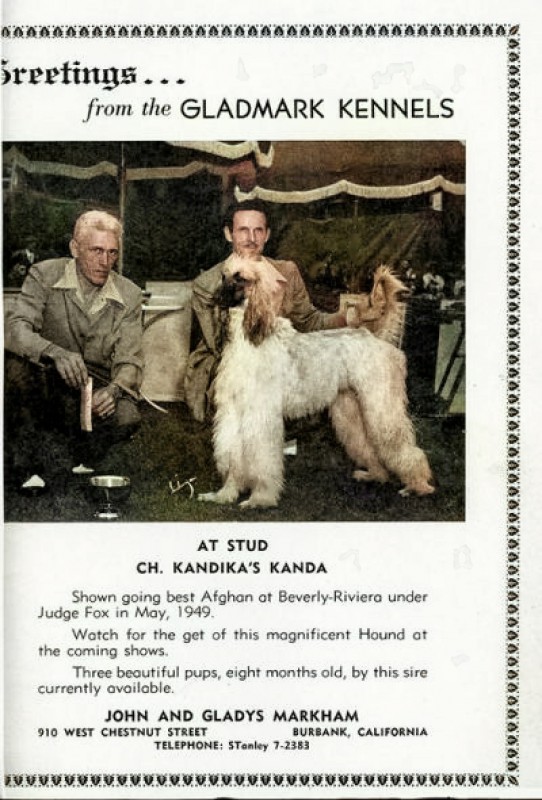 CAN CH Zaradas Kumala Khandari - Afghan Hound Pedigree Database