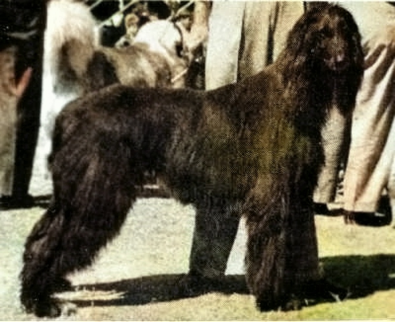 CAN CH Zaradas Kumala Khandari - Afghan Hound Pedigree Database