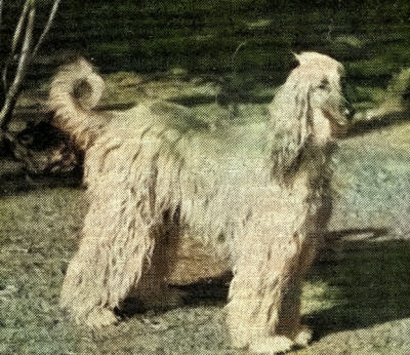 CAN CH Zaradas Kumala Khandari - Afghan Hound Pedigree Database