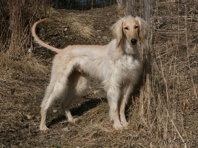 Pedigree Database Aboriginal Afghan Hound