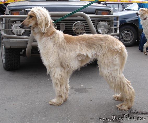 CAN CH Zaradas Kumala Khandari - Afghan Hound Pedigree Database