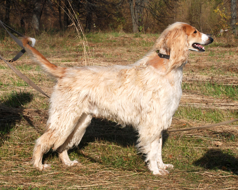 CAN CH Zaradas Kumala Khandari - Afghan Hound Pedigree Database