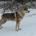 10.5 лет