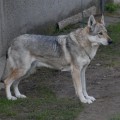 DIA KOLLAROV DVOR